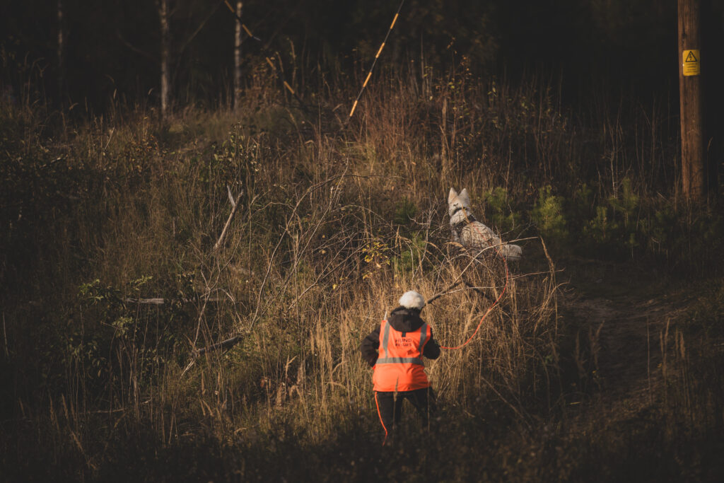 Hund med förare i högt höstgräs där hunden visar att den fått vittring på någon